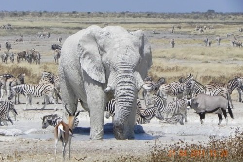 etosha 010